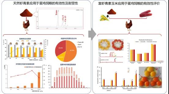 研究揭示虾青素在鸡蛋中富集规律